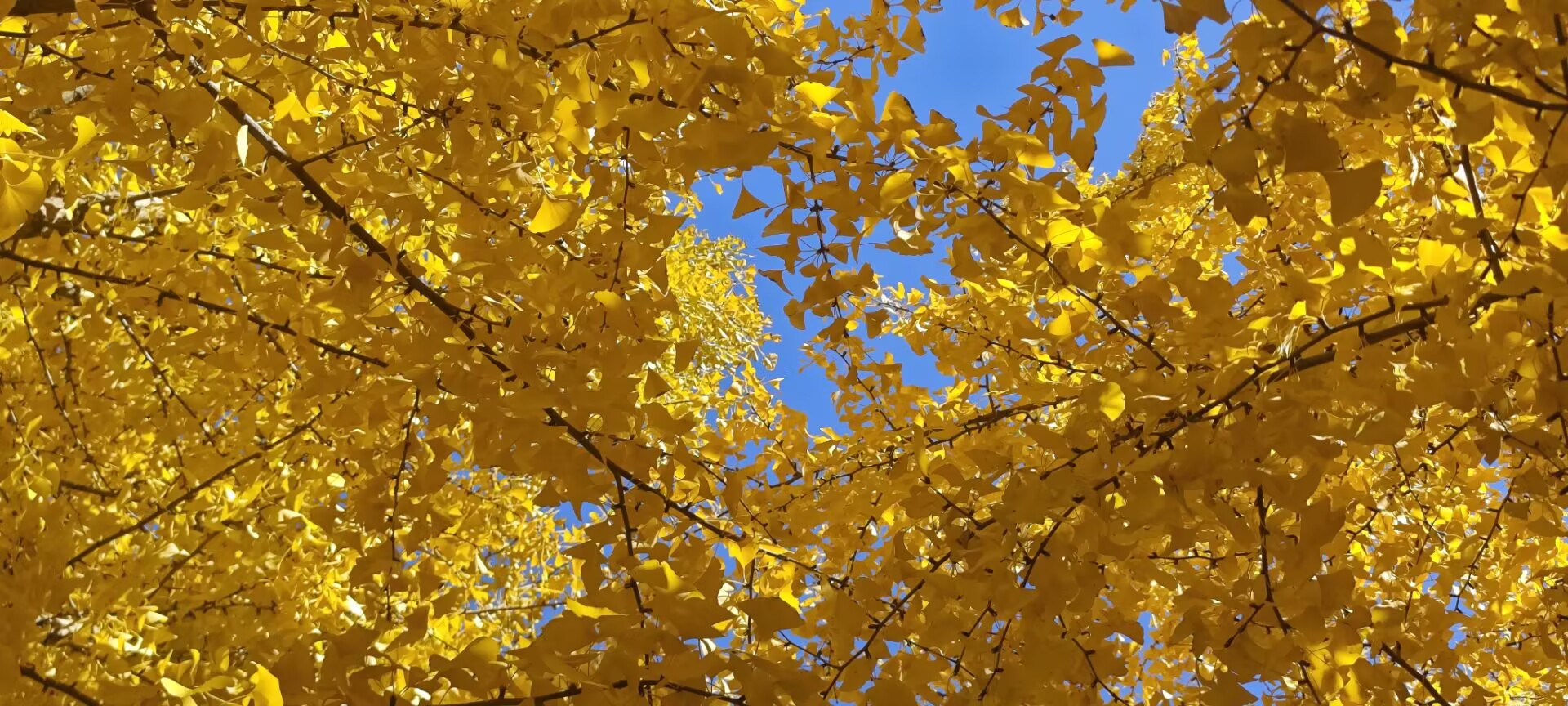 Featured image of post 2025AI发展  复杂文本信息提取与重组