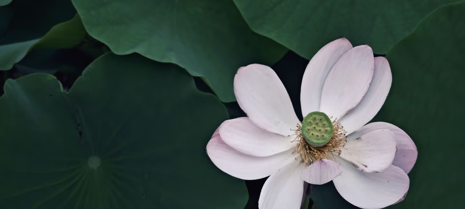 Featured image of post 词嵌入方式的演变