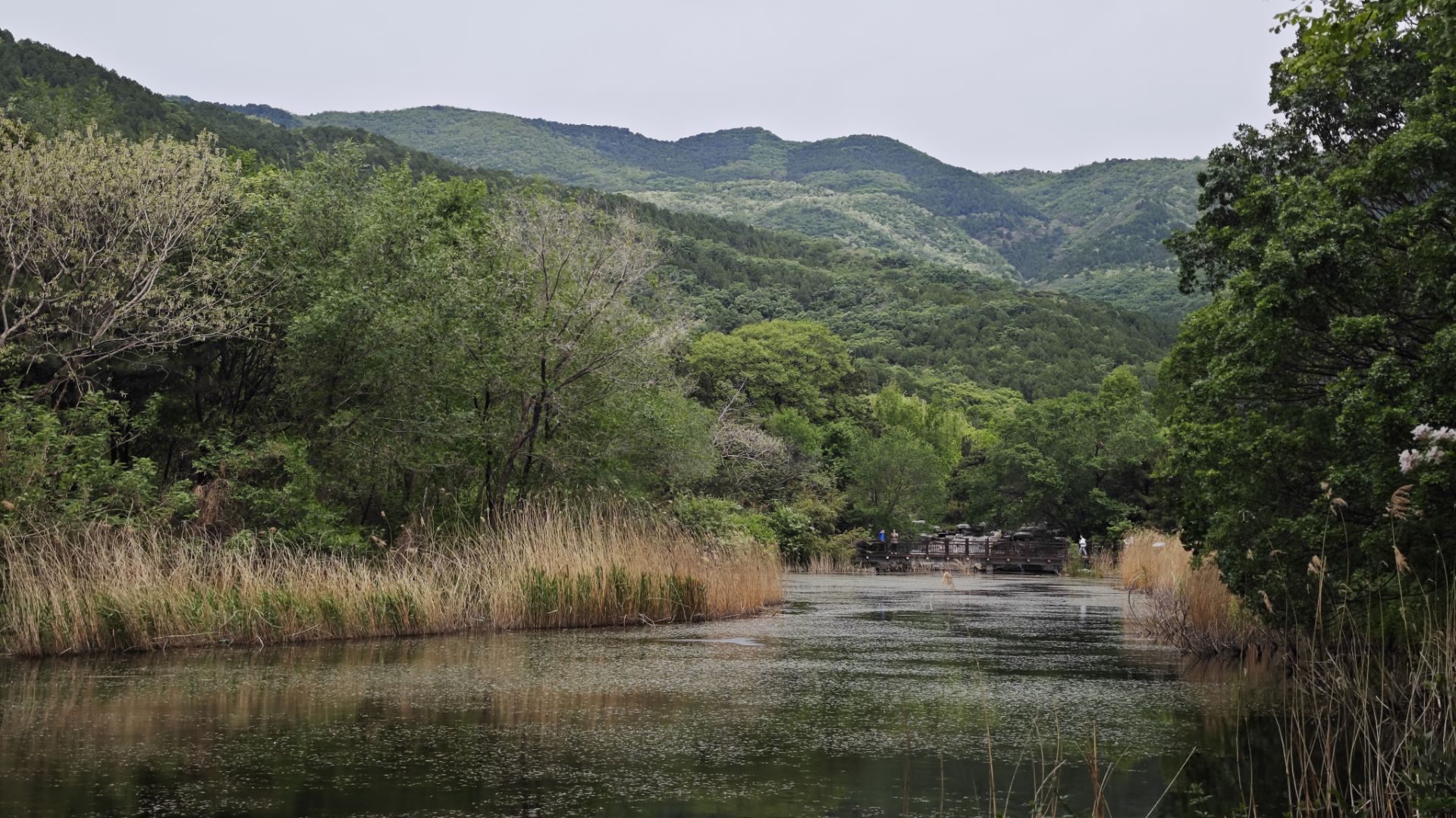 Featured image of post 雨林行者记录