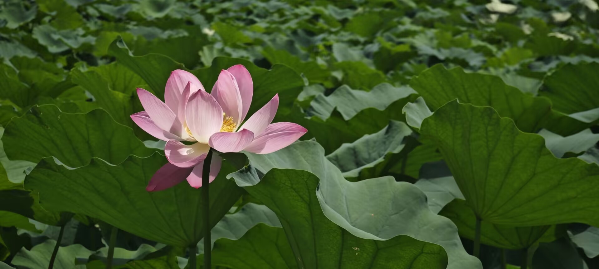 Featured image of post 构建中文逻辑数据库：三段论数据集